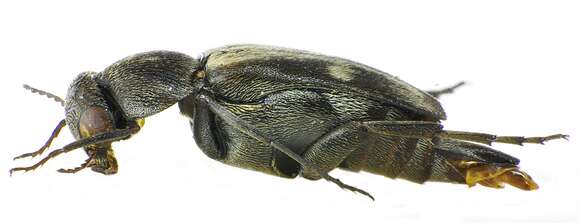 Image of Tomoxia bucephala