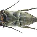 Image of Tomoxia bucephala