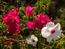 Image of Native Jasmine