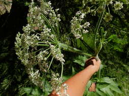 Plancia ëd Heracleum sphondylium subsp. montanum (Schleicher ex Gaudin) Briq.