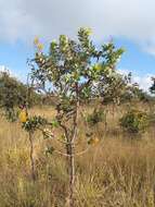 Image of Vochysia elliptica Mart.