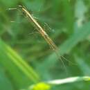 Image de Tetragnatha caudata Emerton 1884