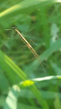 Image of Tetragnatha caudata Emerton 1884