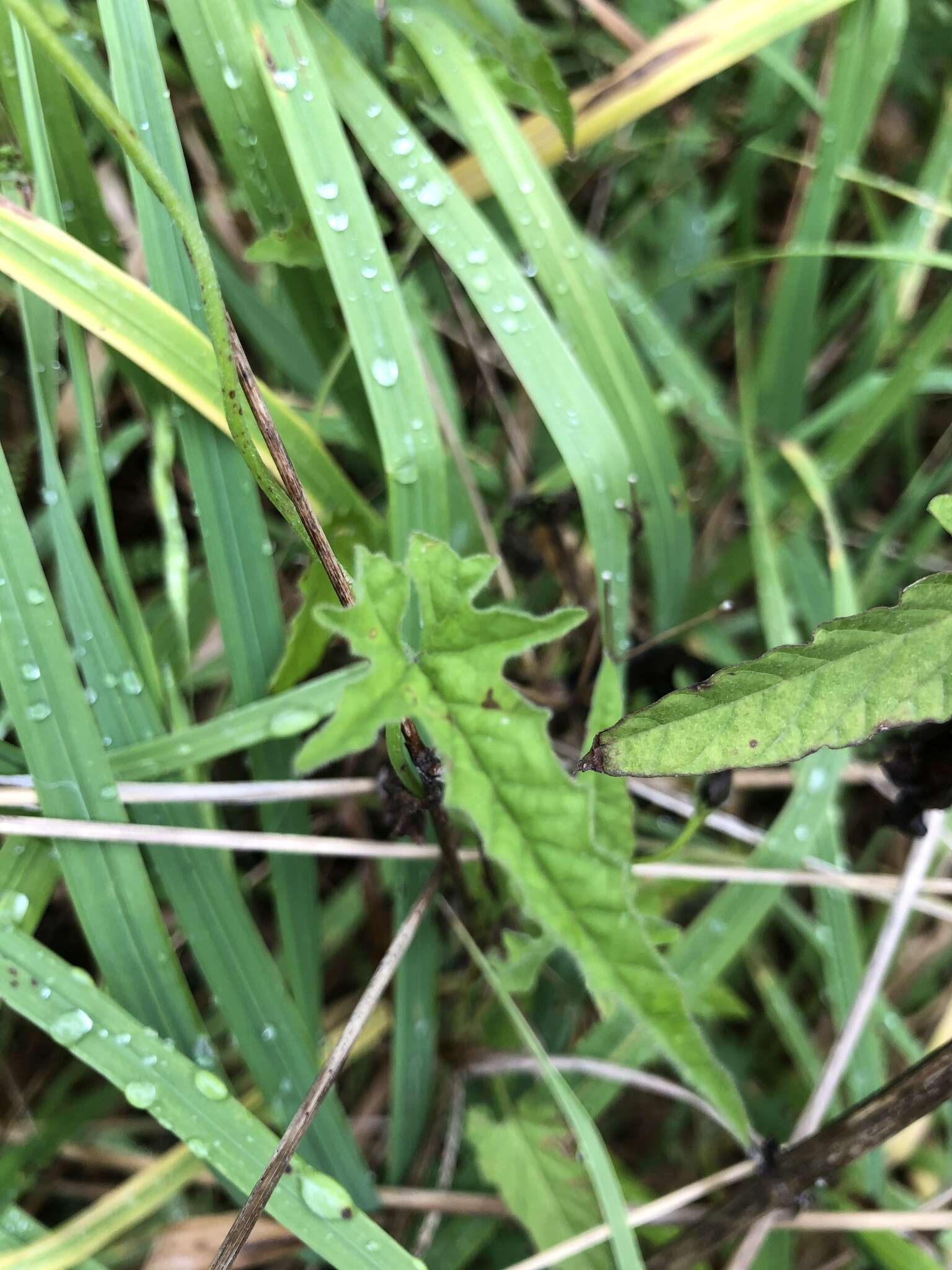 Image de Convolvulus erubescens Sims