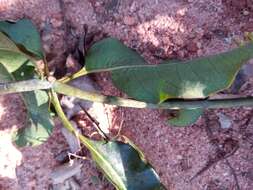 Image of Euphorbia tetraptera Baker