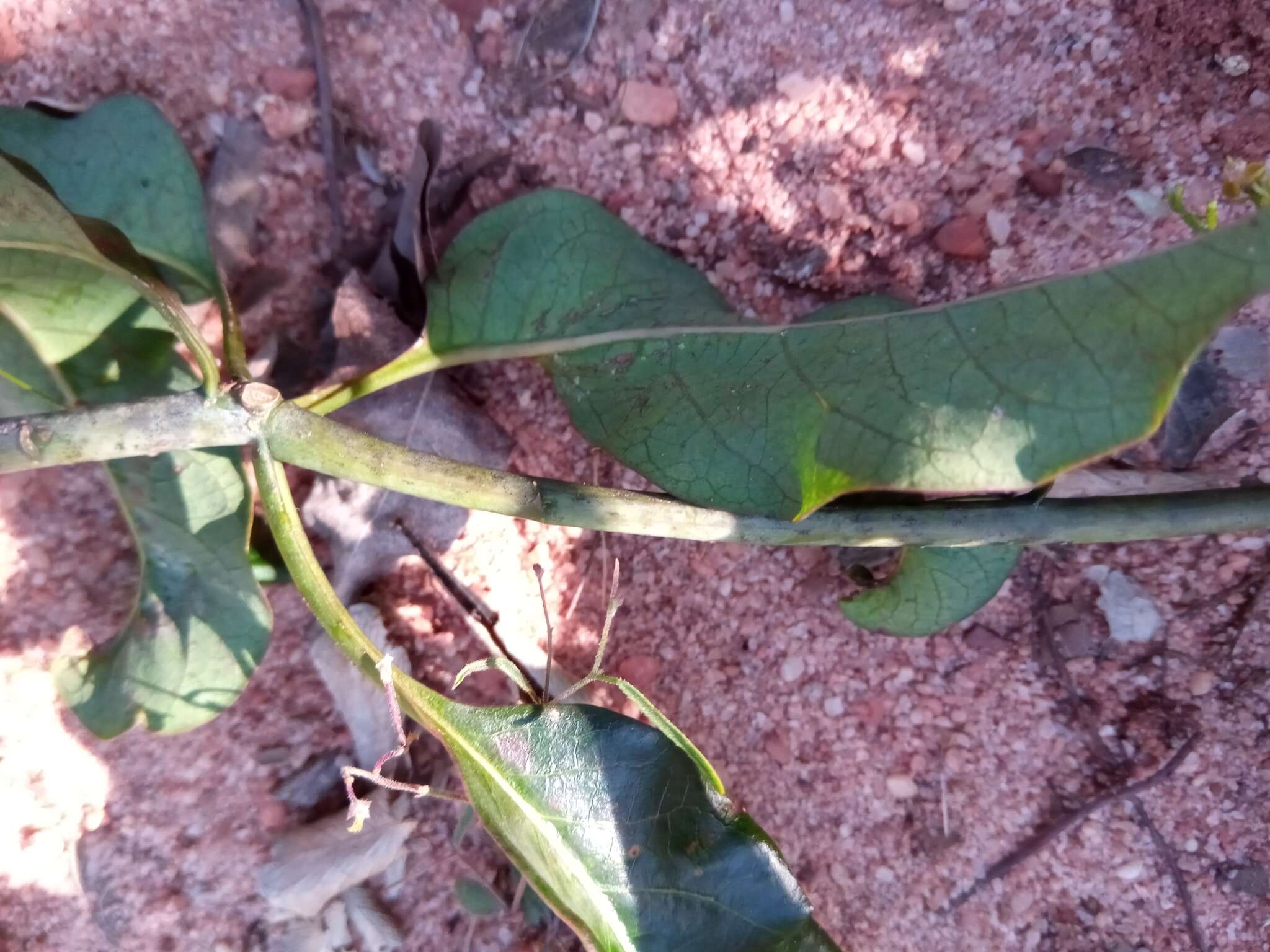 Image of Euphorbia tetraptera Baker