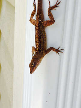 Image of Bahaman brown anole