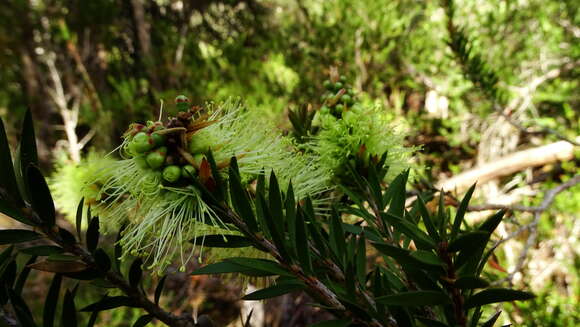 صورة Callistemon viridiflorus (Sieber ex Sims) Sweet