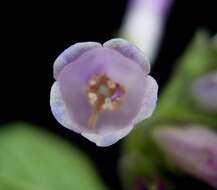 Image of boneset