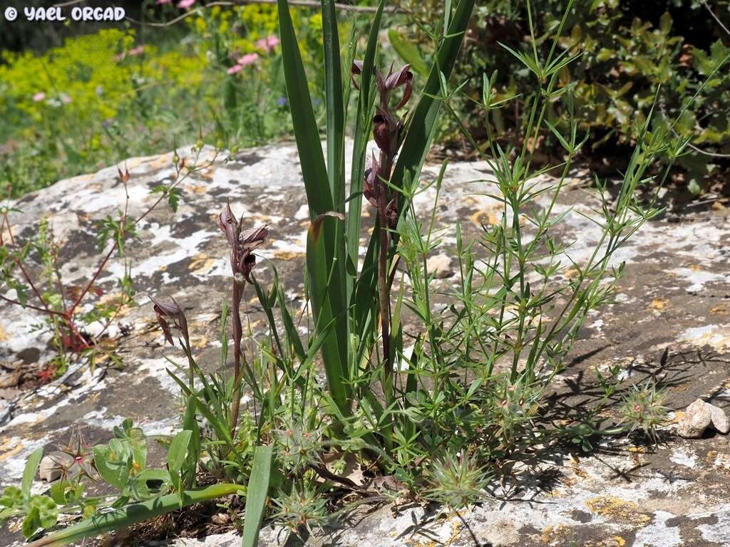 Image of Serapias orientalis subsp. levantina (H. Baumann & Künkele) Kreutz