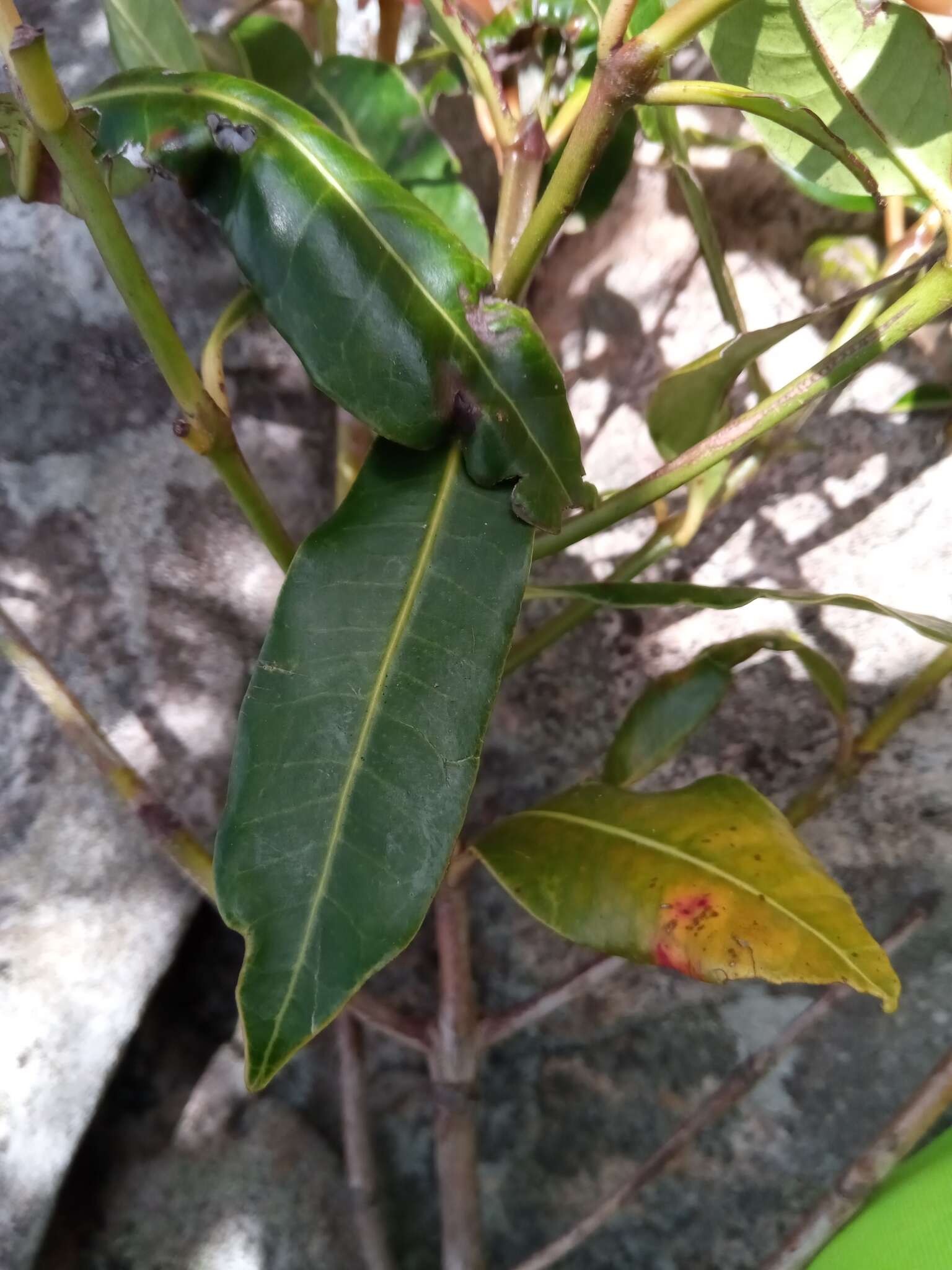 Image of Chapelieria multiflora N. M. J. Davies & A. P. Davis