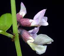 Plancia ëd Vicia sepium L.