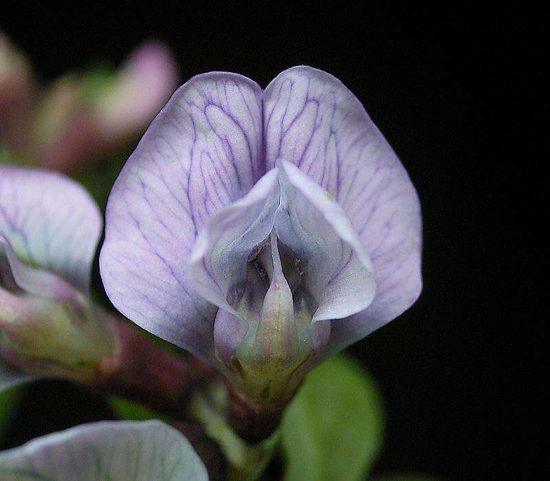 Image of bush vetch