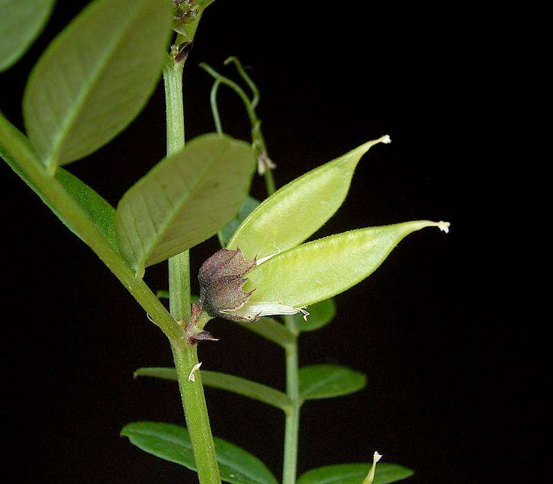 Image of bush vetch