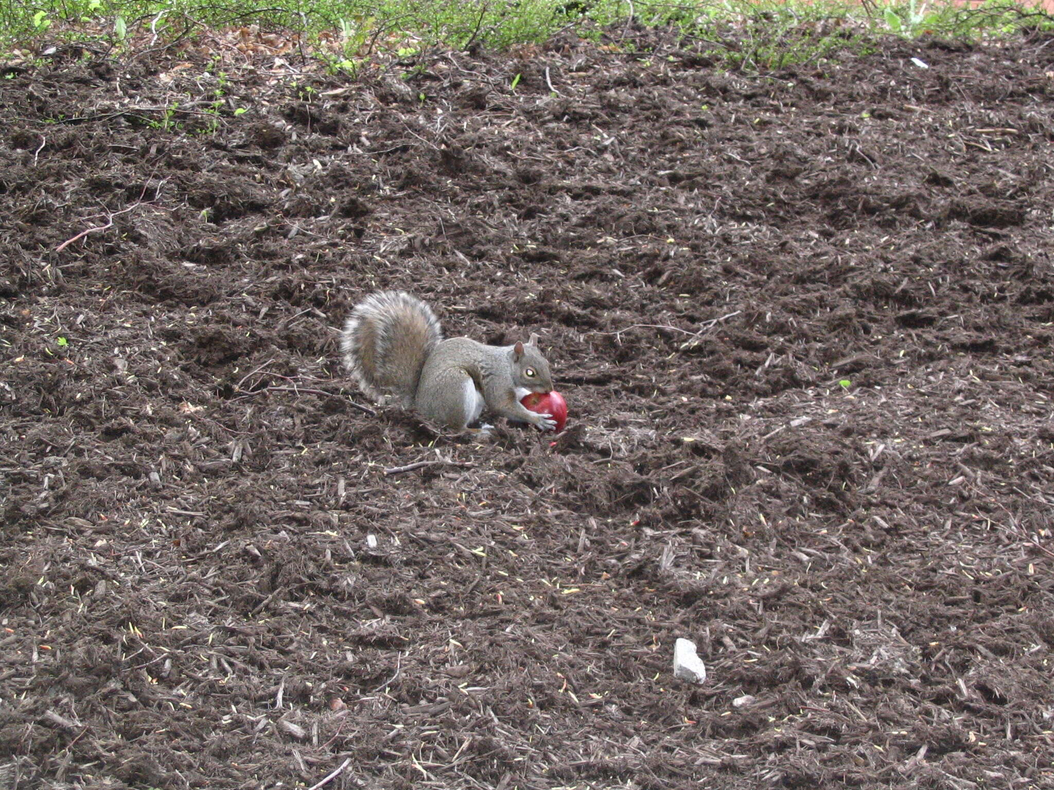 Image of Sciurus subgen. Sciurus Linnaeus 1758