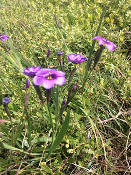 Image of western blue-eyed grass