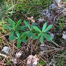 Image de Chimaphila umbellata subsp. umbellata