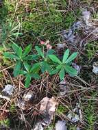 Image of Chimaphila umbellata subsp. umbellata