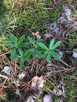 Image de Chimaphila umbellata subsp. umbellata