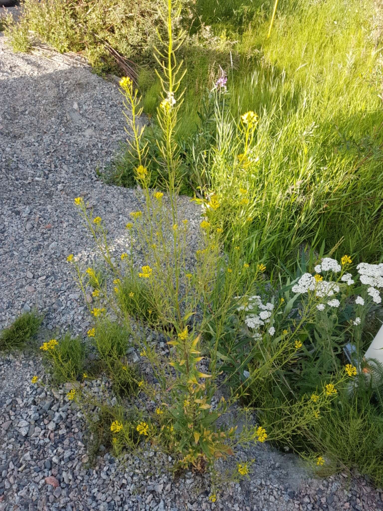 Plancia ëd Erysimum cheiranthoides L.