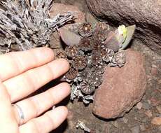 Image of living stone succulent