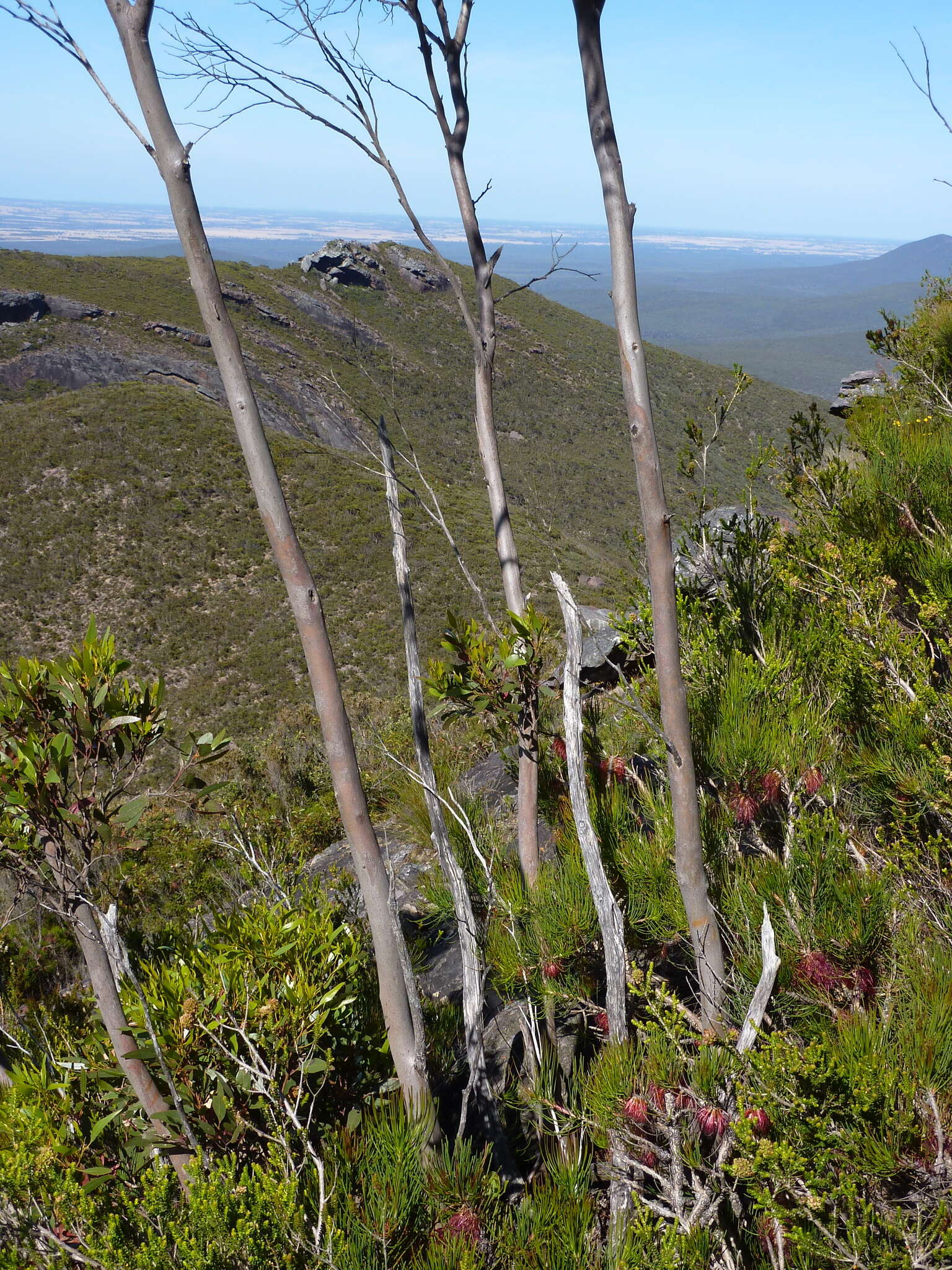 Image of Eucalyptus talyuberlup D. J. Carr & S. G. M. Carr