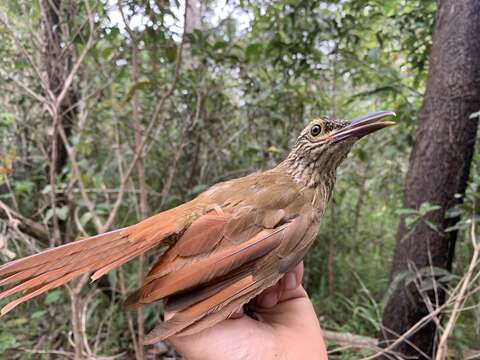 Image of Planalto Woodcreeper