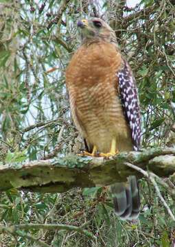 Image of Red-shouldered Hawk