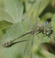 Image of Olive Clubtail