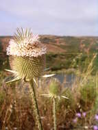 Image of Dipsacus fullonum