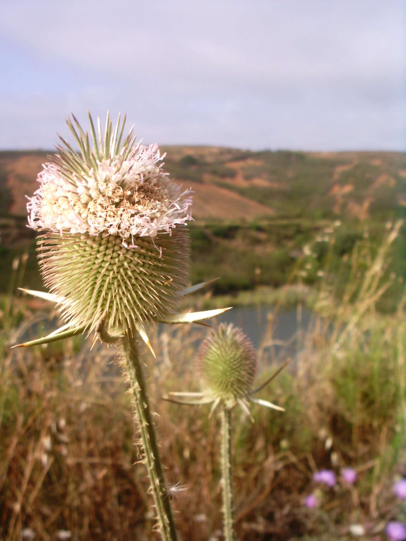 Image of Dipsacus fullonum