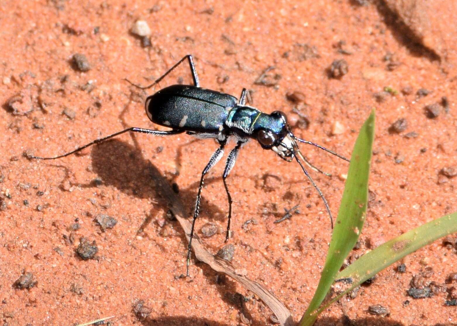 Image of Cicindela (Cicindelidia) rufiventris Dejean 1825