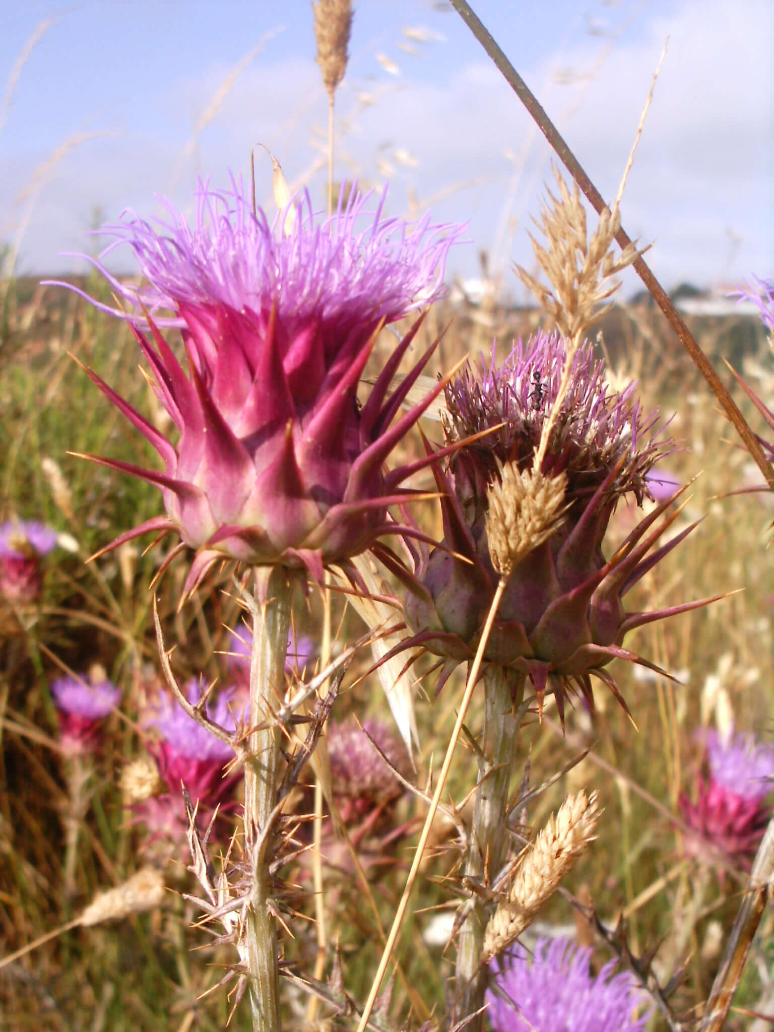 Image of cardoon