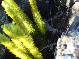 Image of fir clubmoss