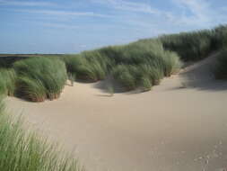 Image of European beachgrass