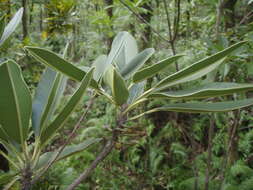 Image of Labourdonnaisia calophylloides Bojer