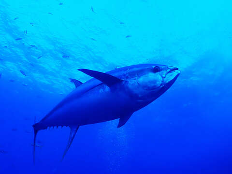 Image of Allison's Tuna