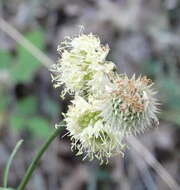 Image of Cephalaria ambrosioides (Sibth. & Sm.) Roem. & Schult.