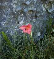 Imagem de Gladiolus priorii (N. E. Br.) Goldblatt & M. P. de Vos