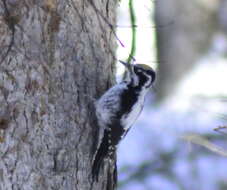 Image of Eurasian Three-toed Woodpecker