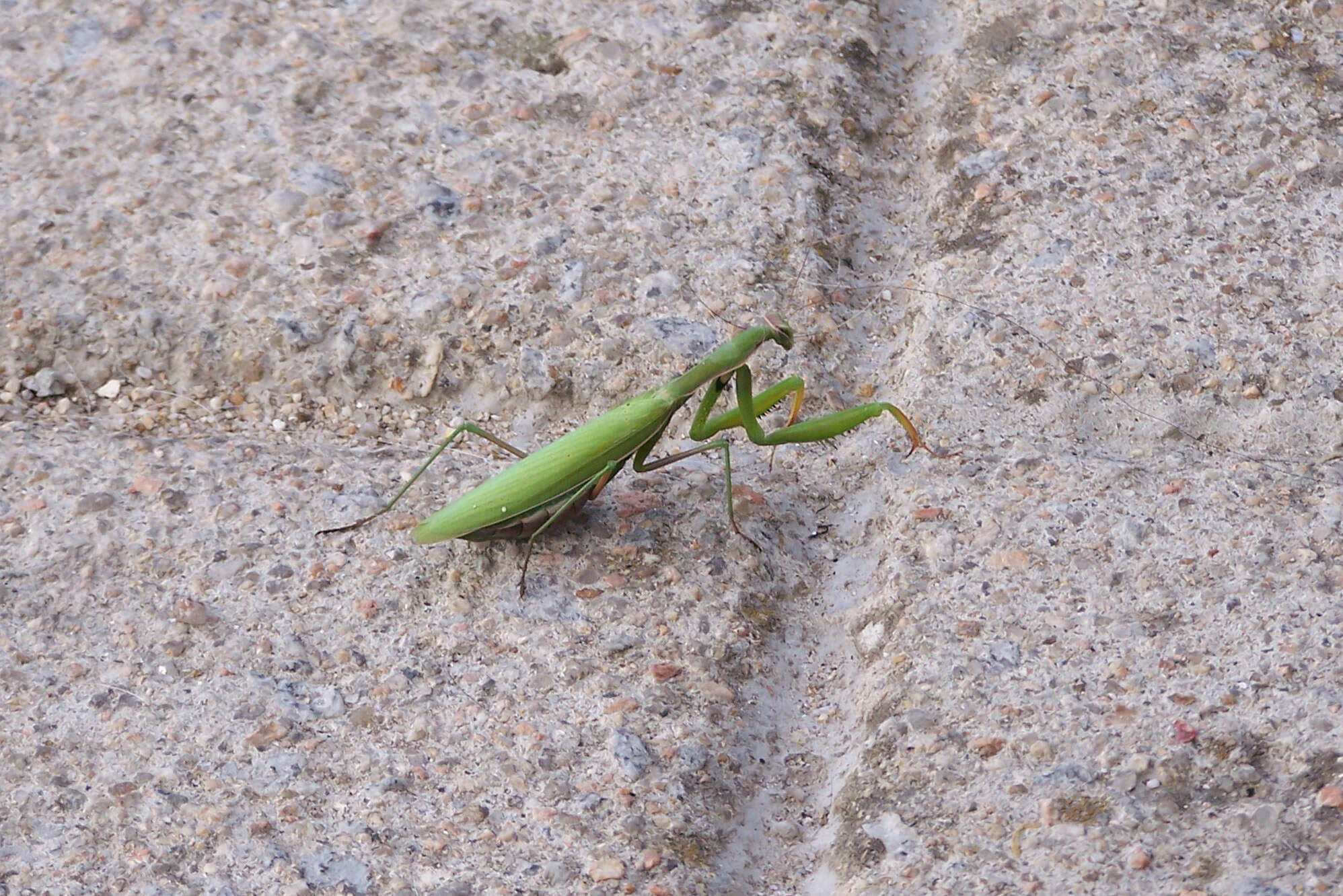 Plancia ëd Mantis