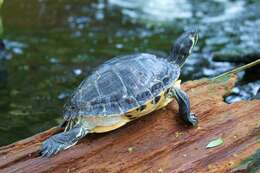 Image of yellow-bellied slider