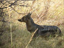 Image of Side-striped Jackal