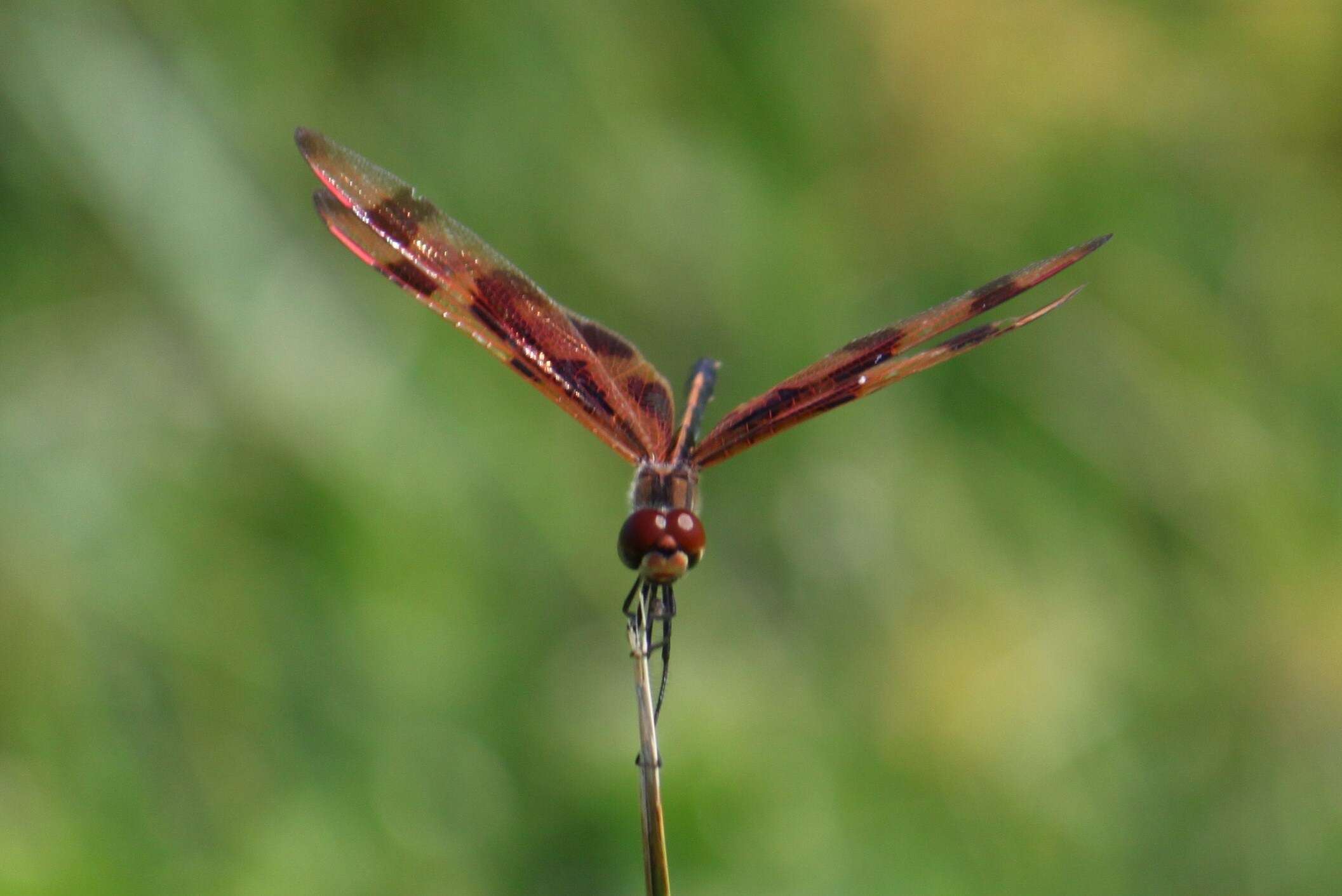 Celithemis eponina (Drury 1773) resmi