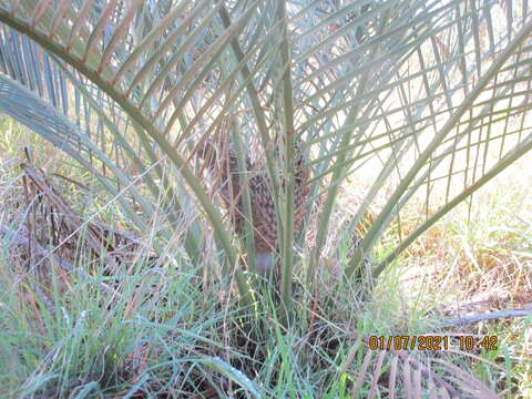 Image of Macrozamia riedlei (Gaudich.) C. A. Gardner