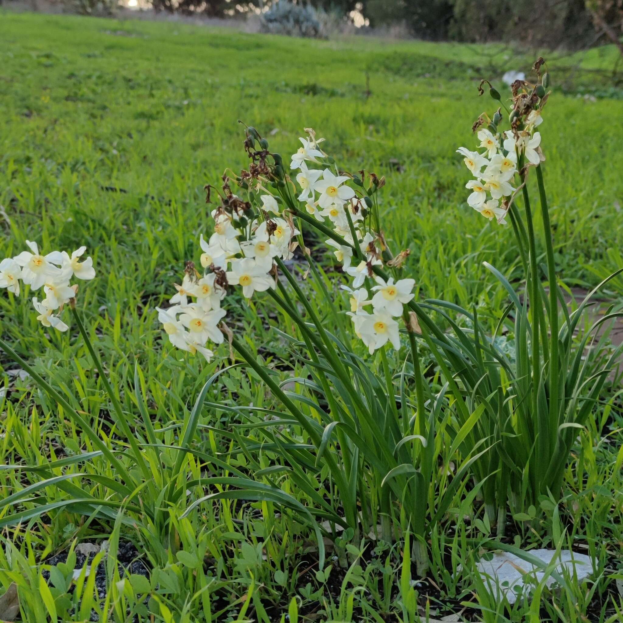 Image of Narcissus tazetta subsp. italicus (Ker Gawl.) Baker