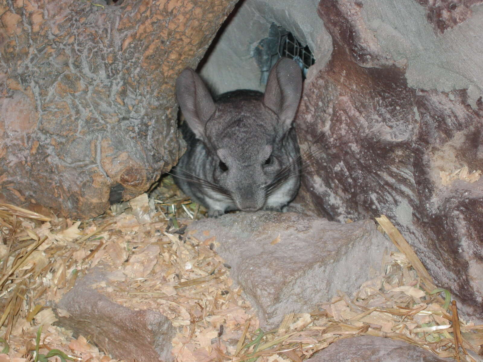 Image of Long-tailed Chinchilla