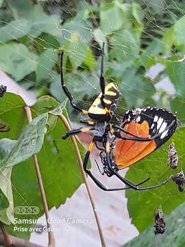 صورة Trichonephila turneri (Blackwall 1833)