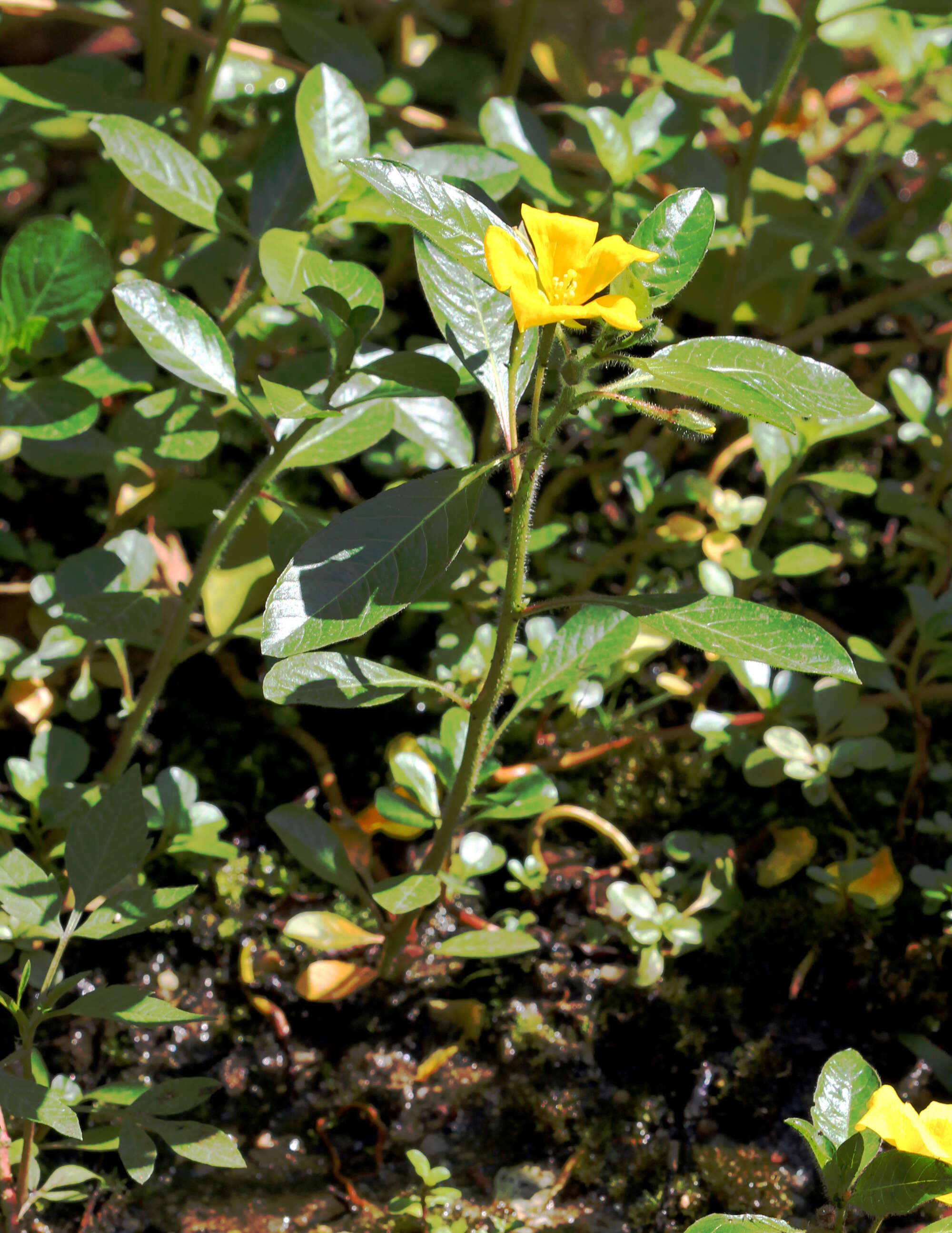 Image of floating primrose-willow