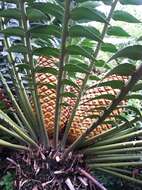 Image of Modjadji Cycad